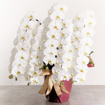 大手食品会社社長様より胡蝶蘭５本立てを受注